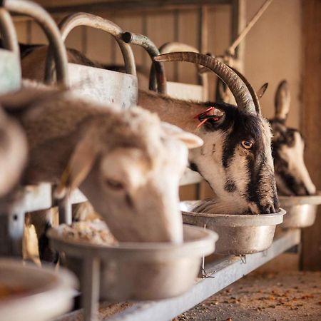 Bed&Breakfast Agroturizam Antunovic Kuna Pelješka Esterno foto