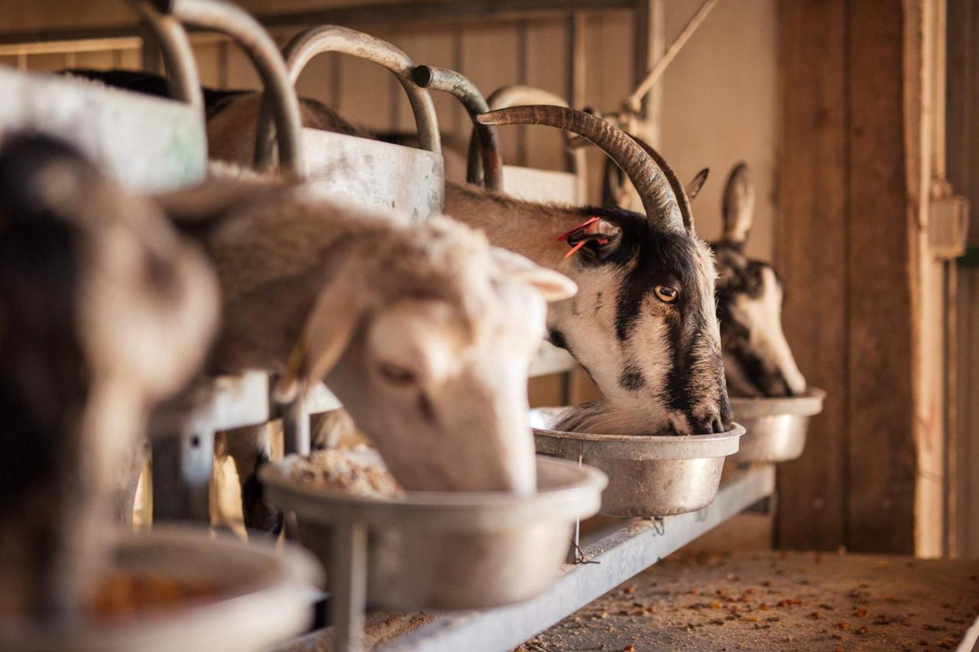 Bed&Breakfast Agroturizam Antunovic Kuna Pelješka Esterno foto